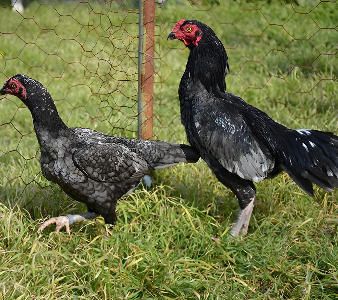 pareja gallinas combatiente tuzo	