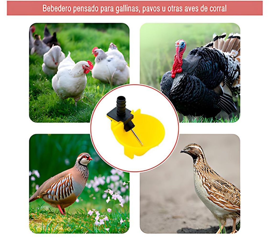 Bebedero de cazoleta para gallinas y otras aves de corral	