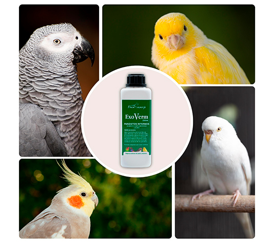 mejora la salud intestinal de aves exóticas