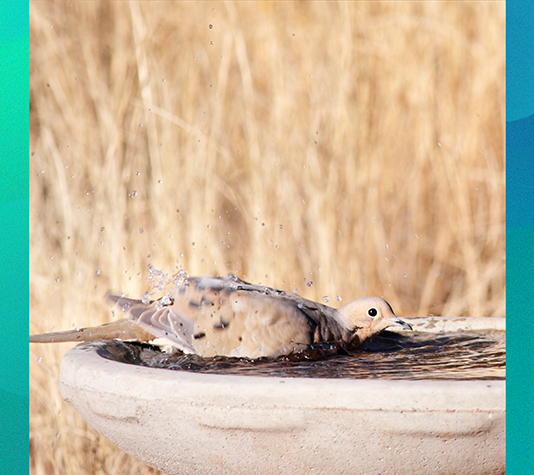 desparasitación de palomas