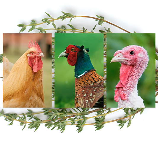 tomillo para animales 