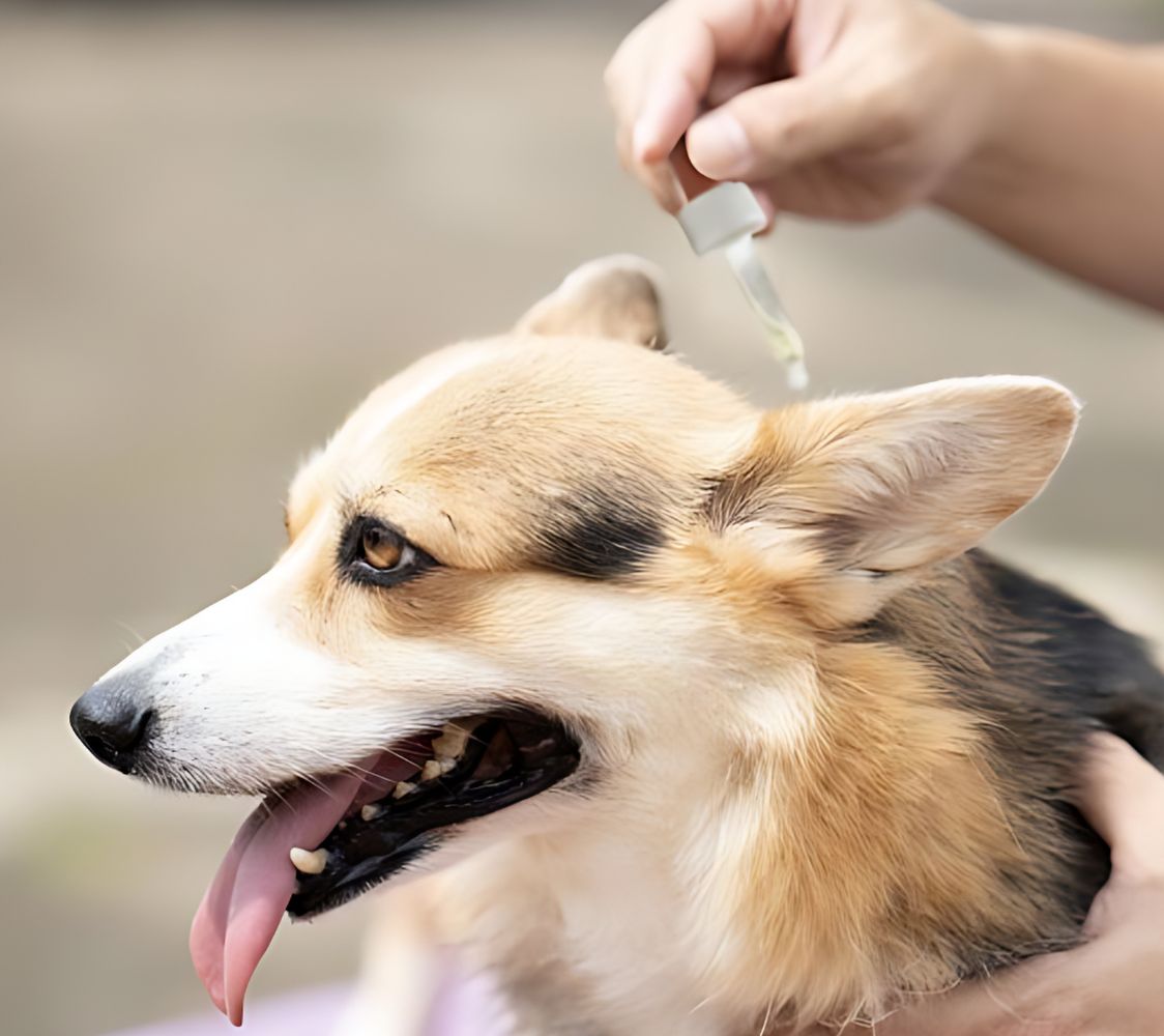Pipeta desparasitante para mascotas	