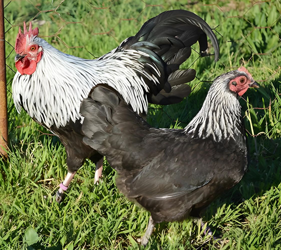 pareja gallinas welsumer enano color abedul	
