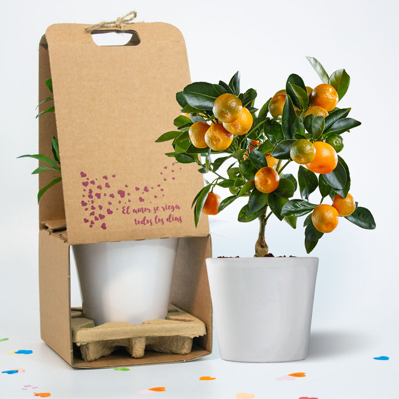 Calamondin - naranjo enano