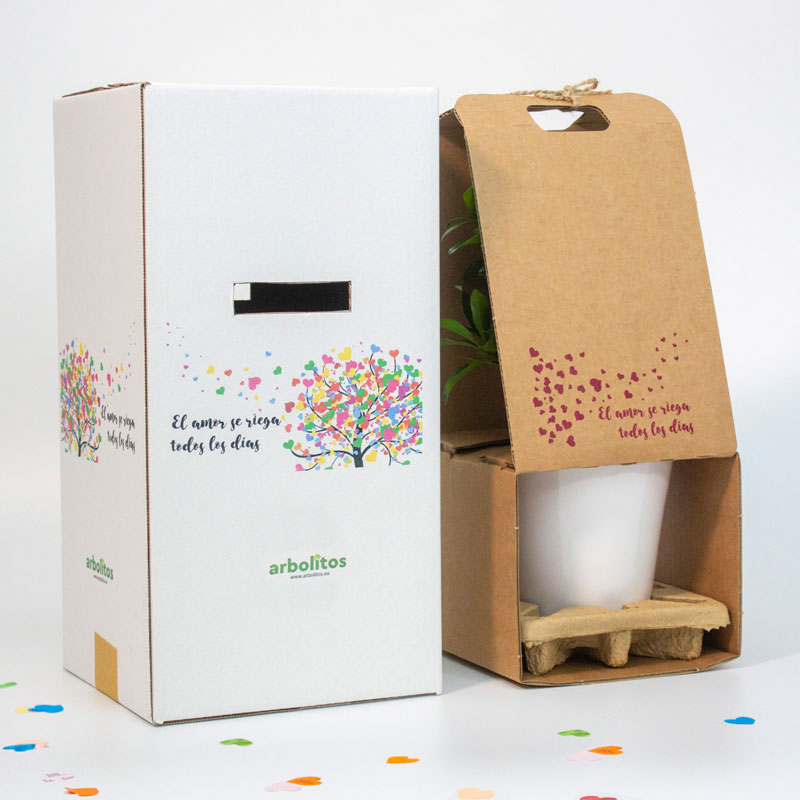 Calamondin - naranjo enano