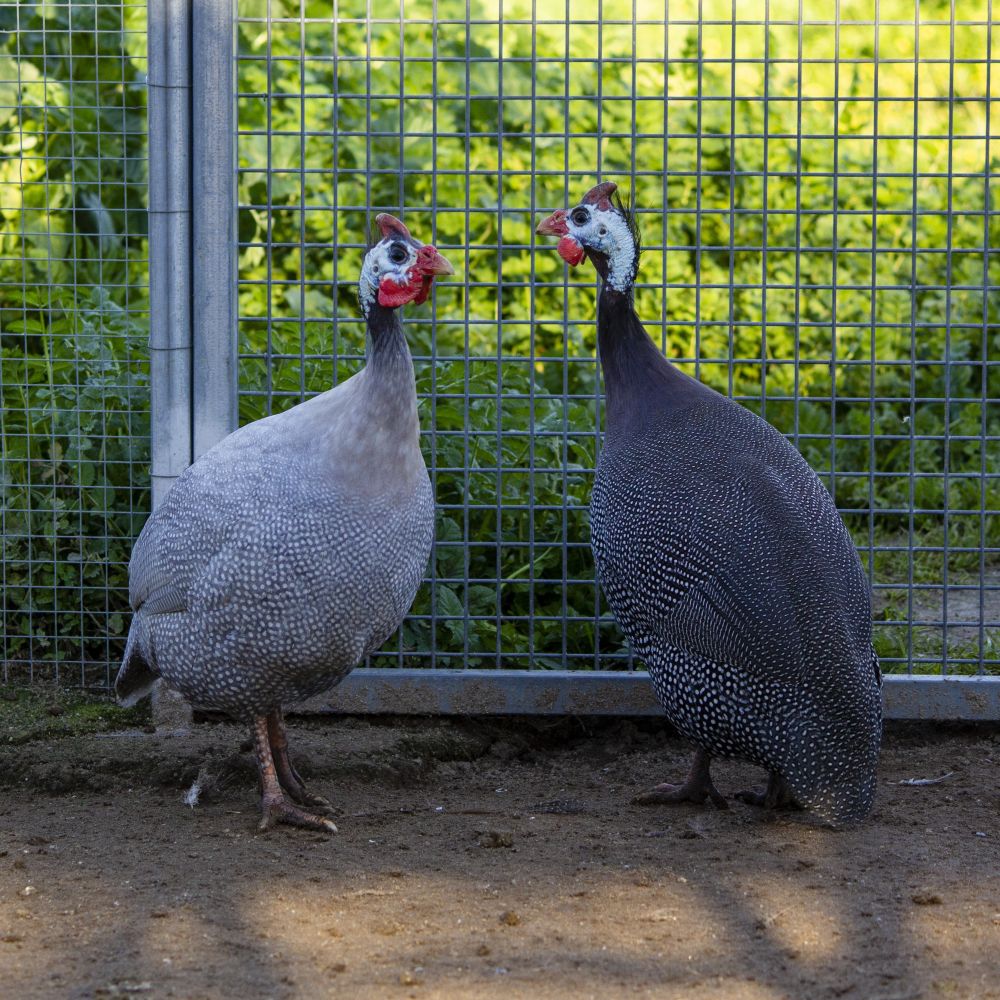 Gallinas de Guinea