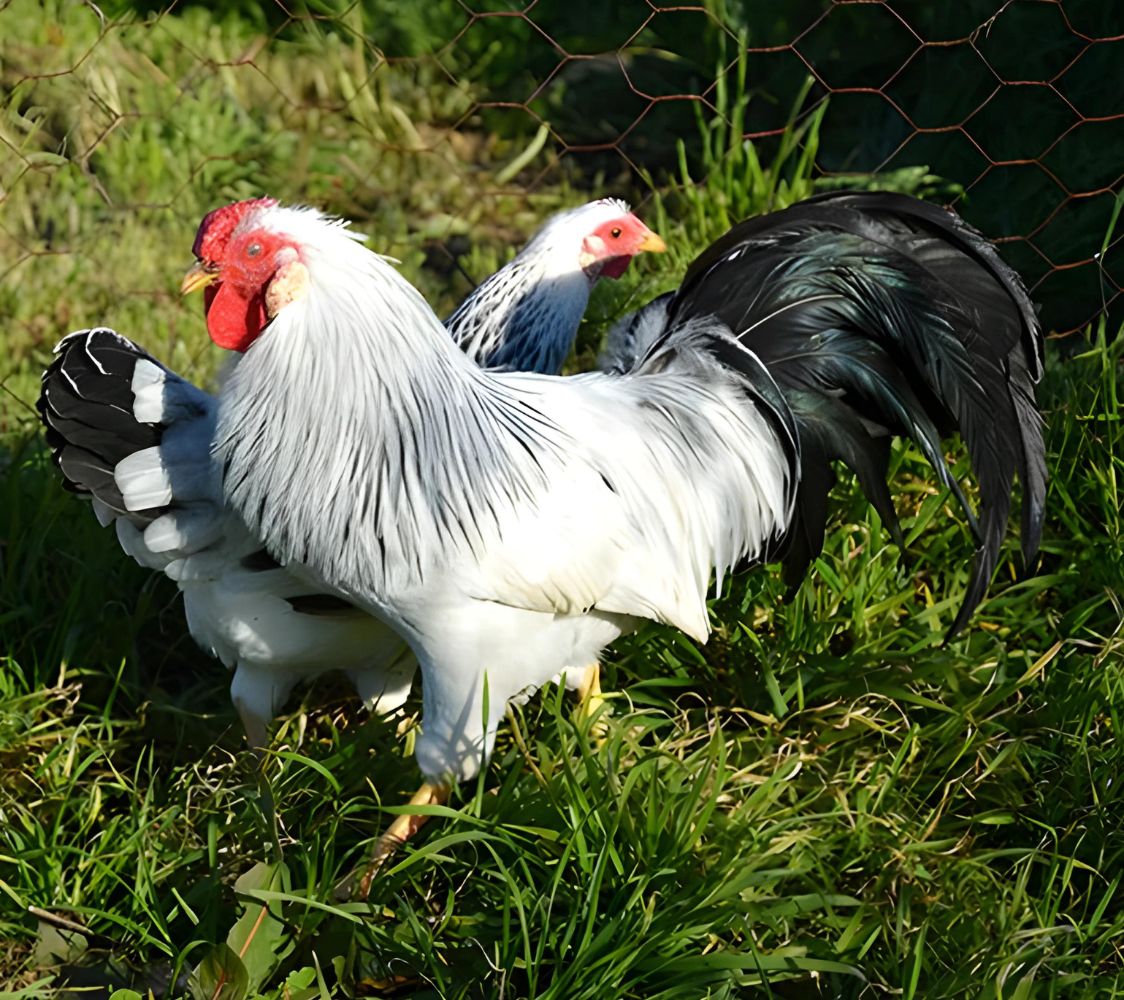 gallo alemana imperial color blanco armiñado de negro	