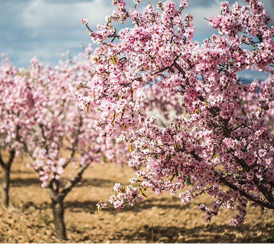 almendro en floración