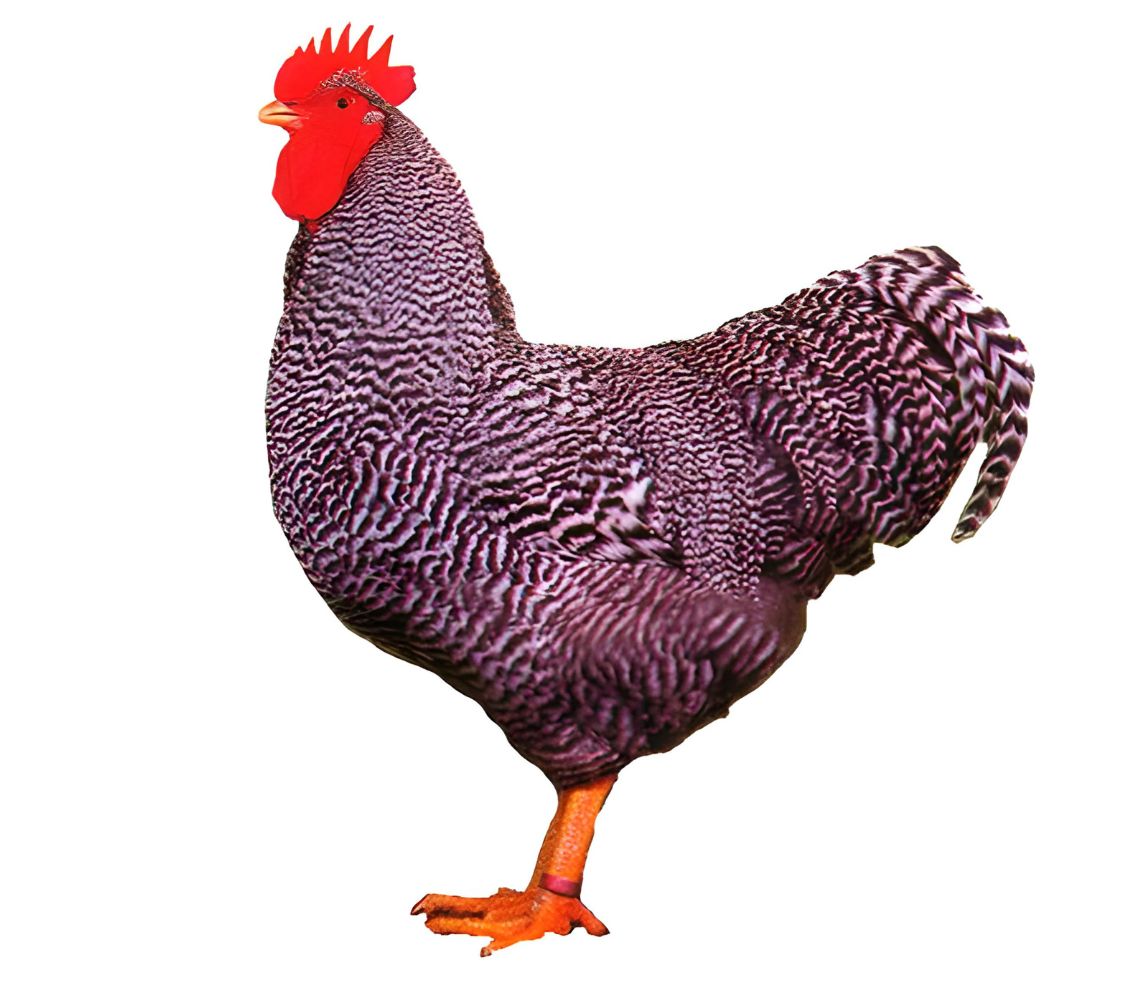 Gallo de raza amrocks	