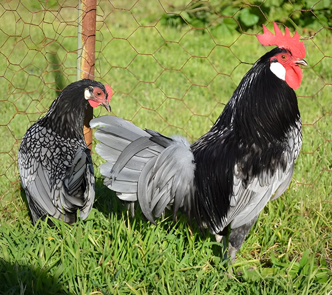 gallinas andaluza azul tamaño enano	