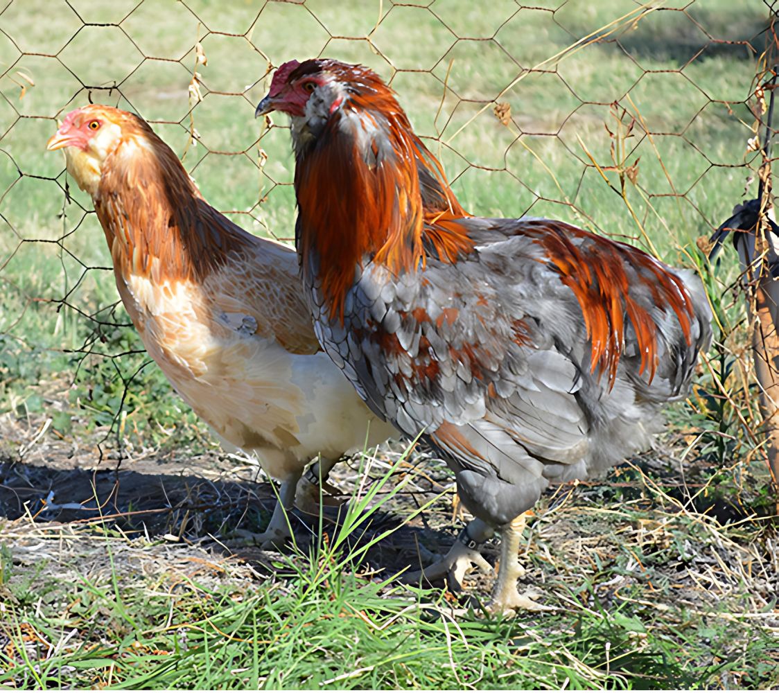 pareja gallinas araucanas azul trigueño	