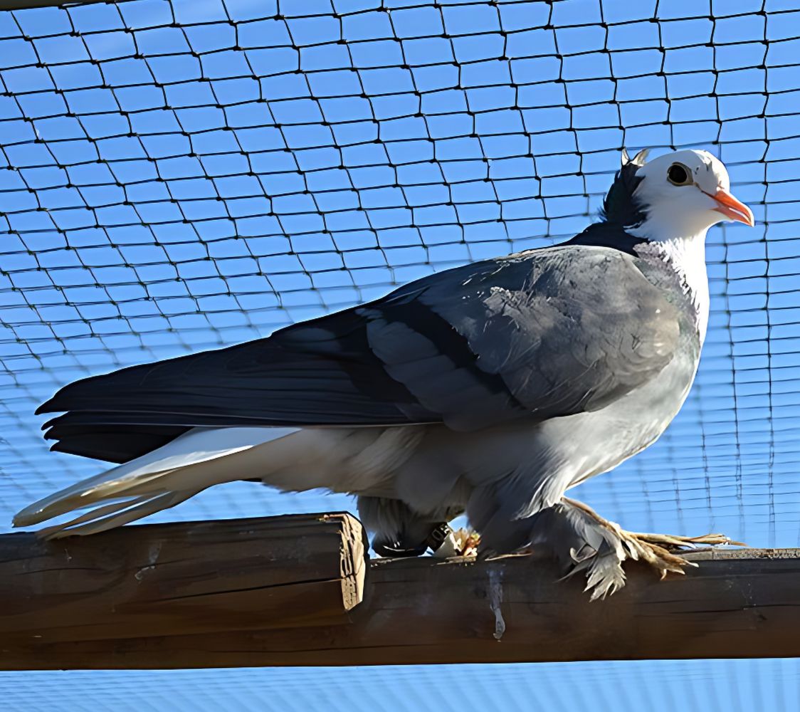 paloma babero blanco de turingia	