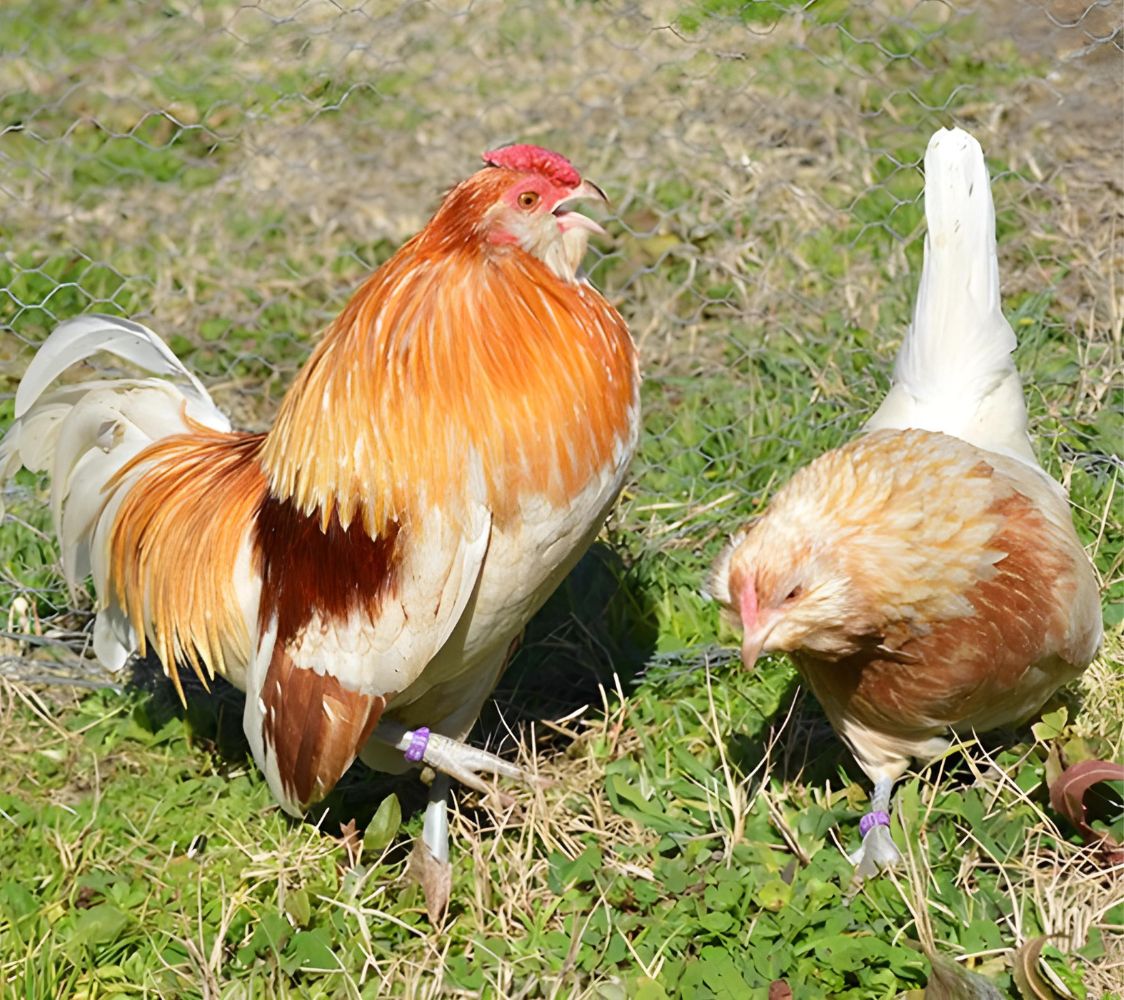 barbuda de amberes blanco silla roja	
