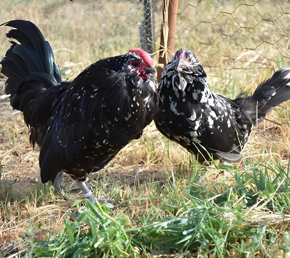 gallinas barbuda de amberes en color negro moteado de blanco	