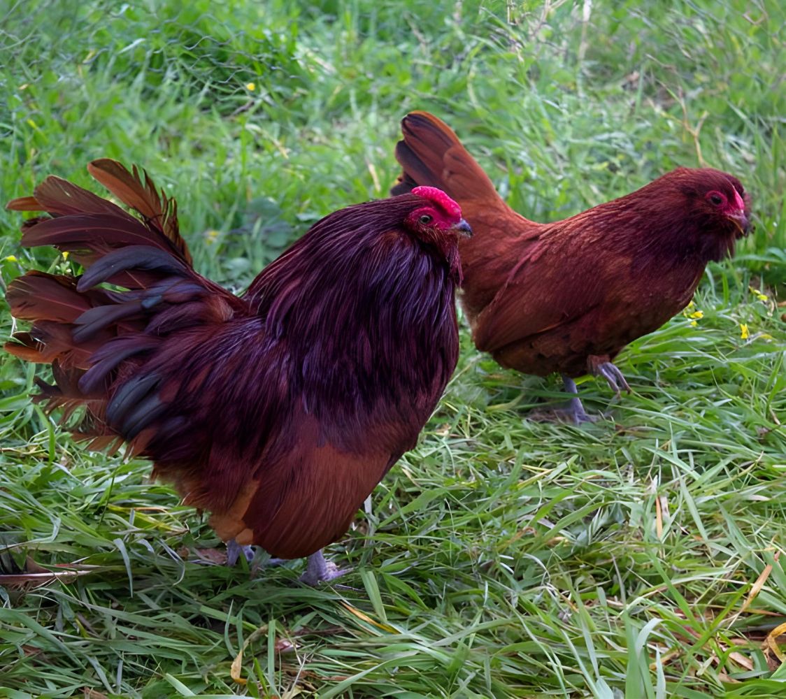 Pareja gallinas Barbuda de Amberes rojo	