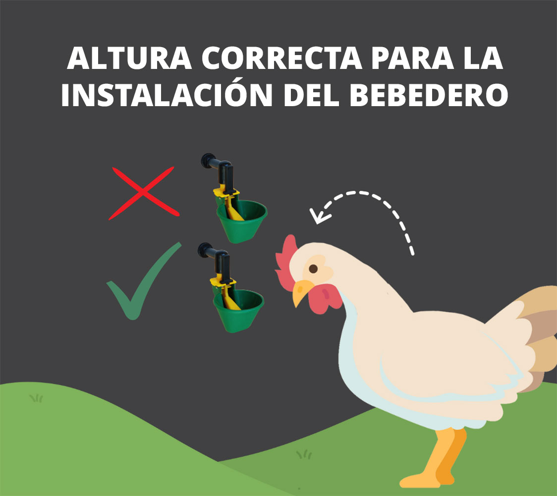 altura bebedero para gallinas