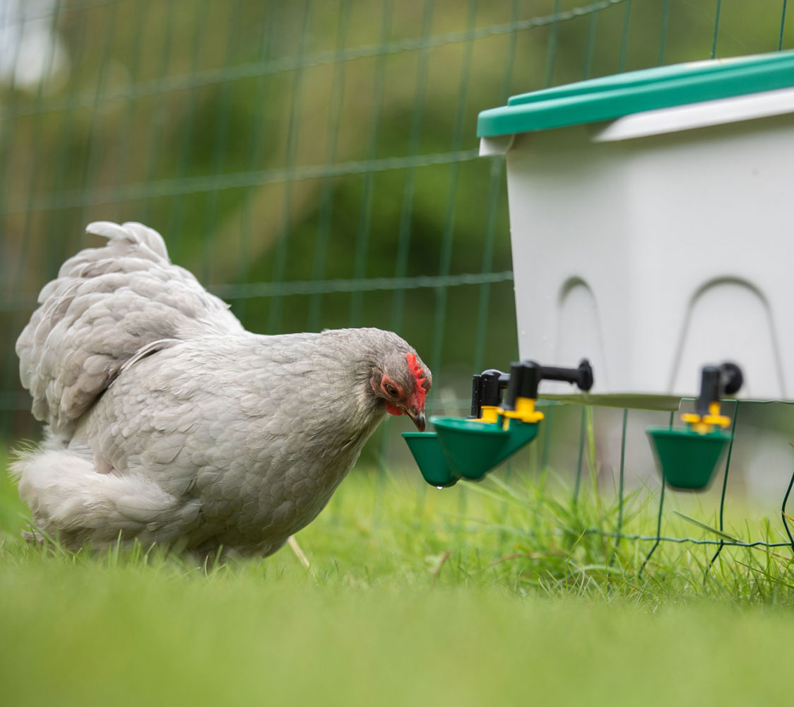 bebedero de pared para gallinas
