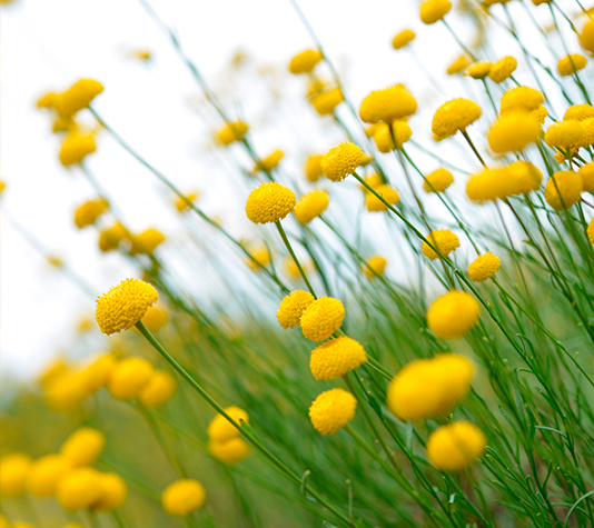 Botonera planta aromática
