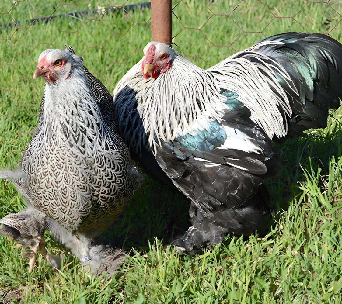 gallinas de raza Brahma enano plateado aperdizado	