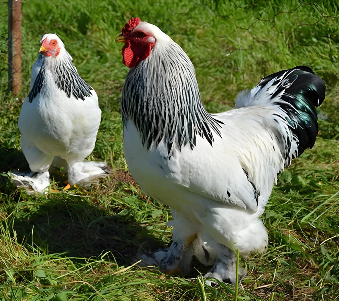 Pareja Brahama enano color blanco armiñado de negro	