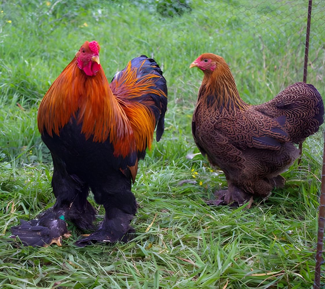 Pareja gallinas Brahma enano dorado	
