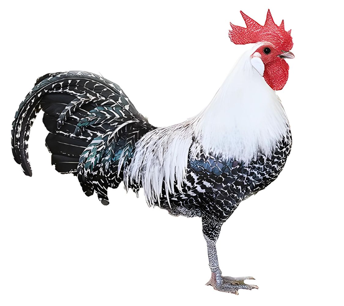 gallina brakel enano	