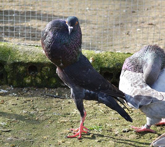 buchón de brunner color negro