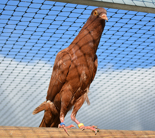 paloma buchona de brunner