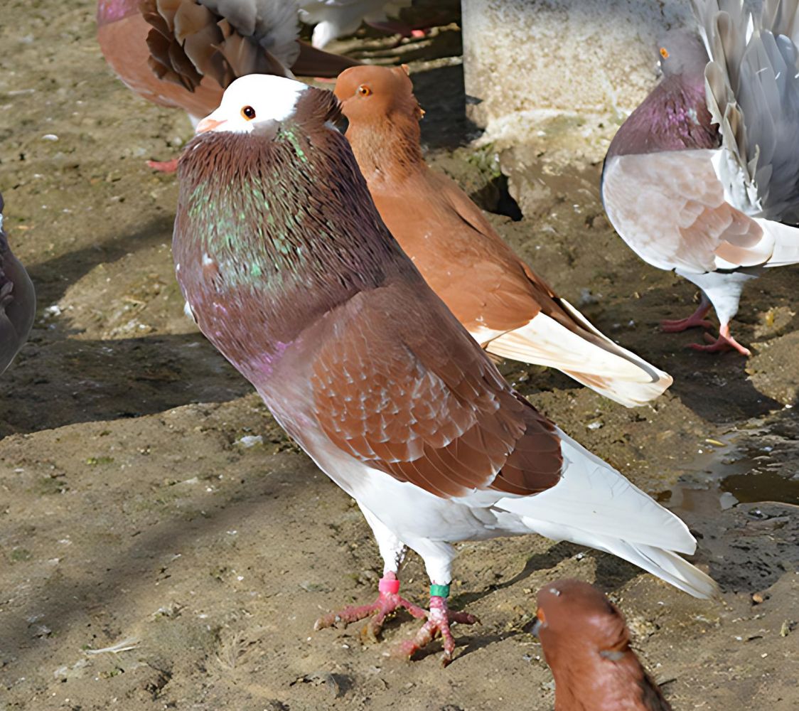 paloma de raza buchona de turingia	