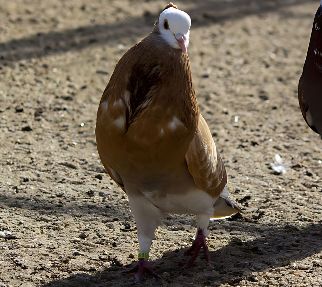 paloma buchón de turingia 