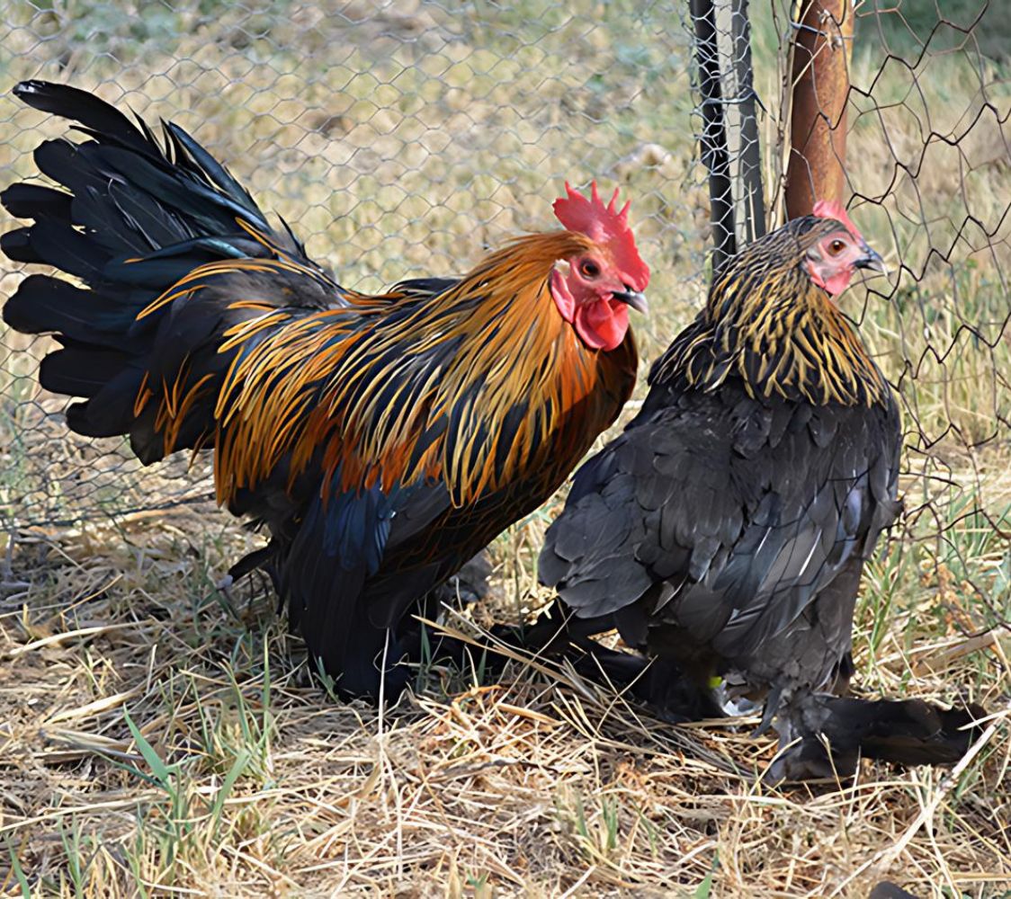 pareja gallinas de raza Calzada holandesa negro cobre	