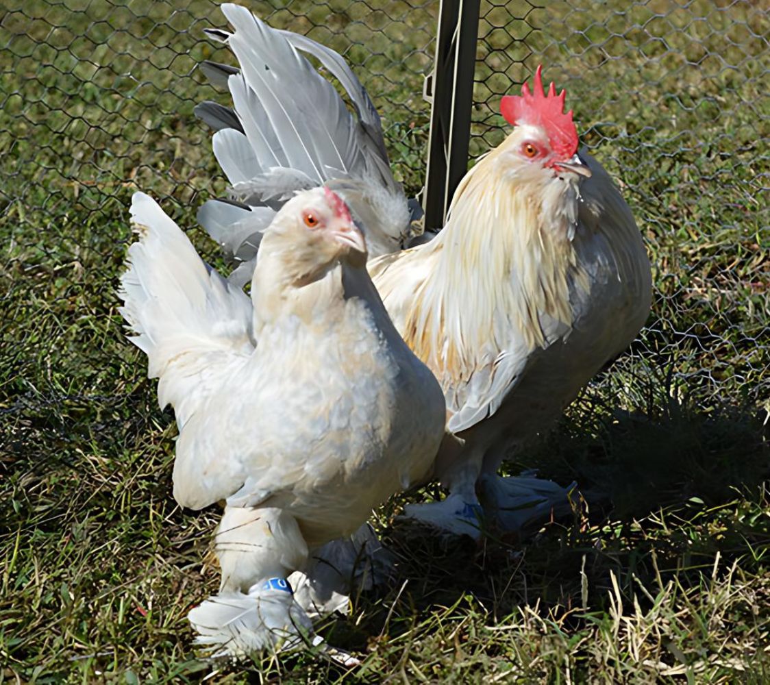 Calzada holandesa porcelana lavanda	