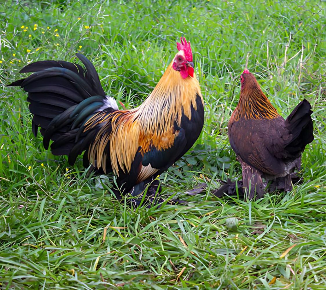 Pareja gallinas Calzada Holandesa dorado cuello anaranjado	