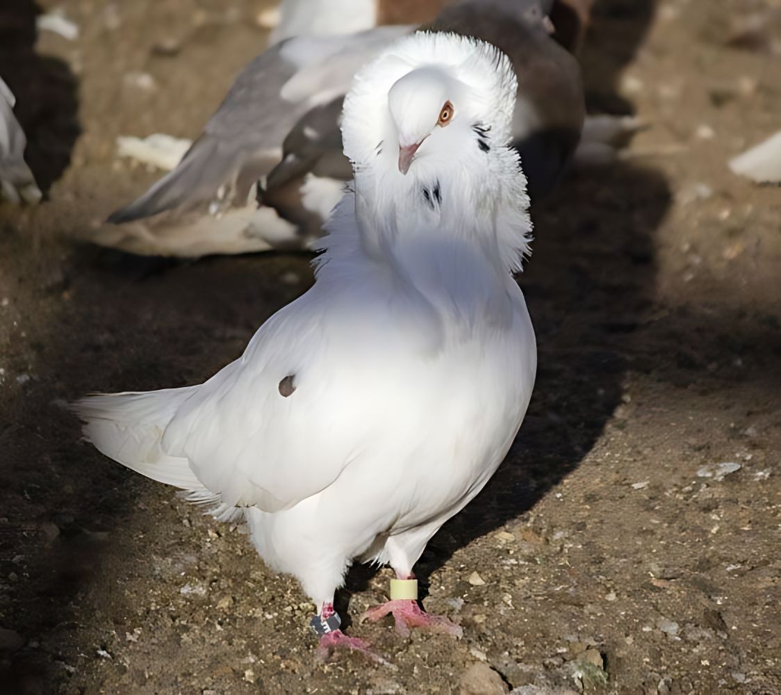 Paloma Capuchina holandesa antigua	