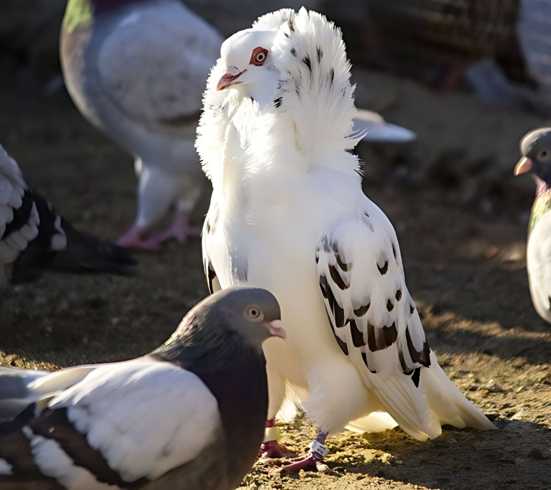 Paloma Capuchina holandesa antigua	