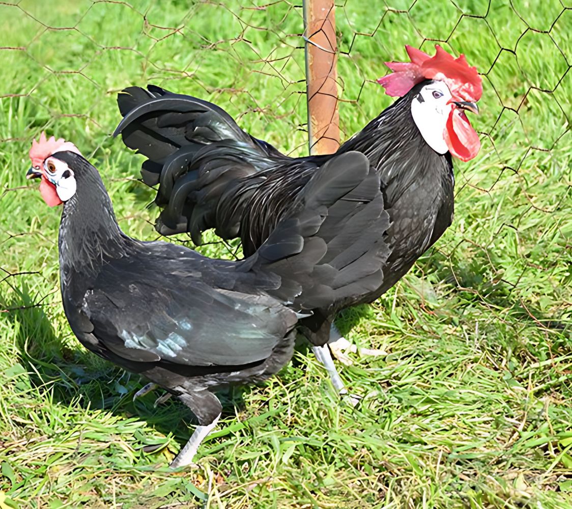 gallina de raza carablanca enana	