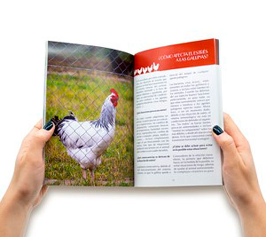 libro gallinas en casa