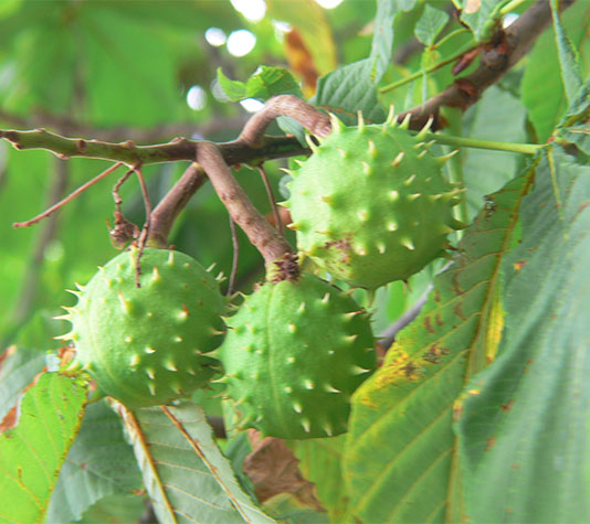 detalle ramas castaño de indias