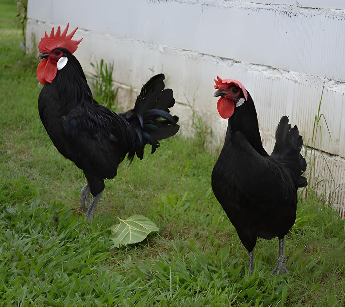 Pareja gallina de raza Castellana	
