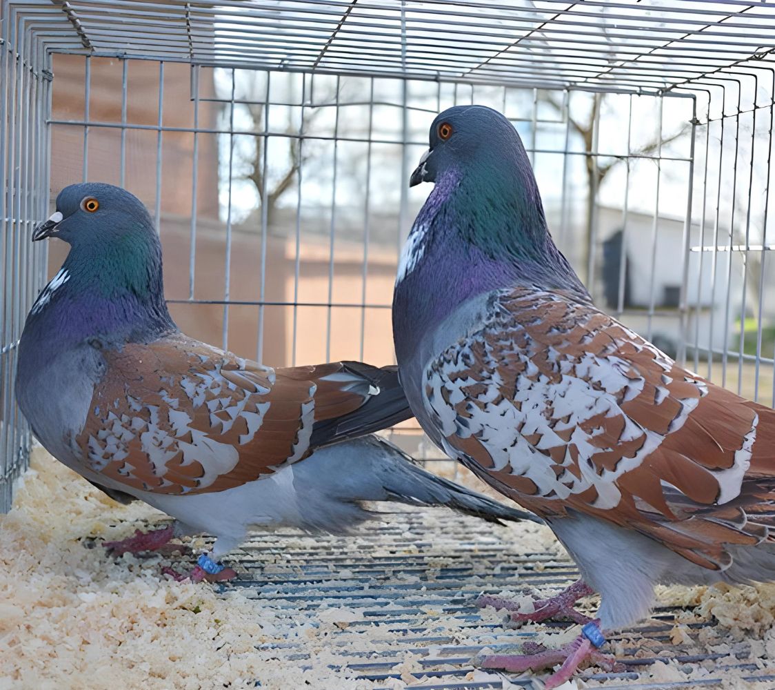 Cauchois azul escamado rojo	