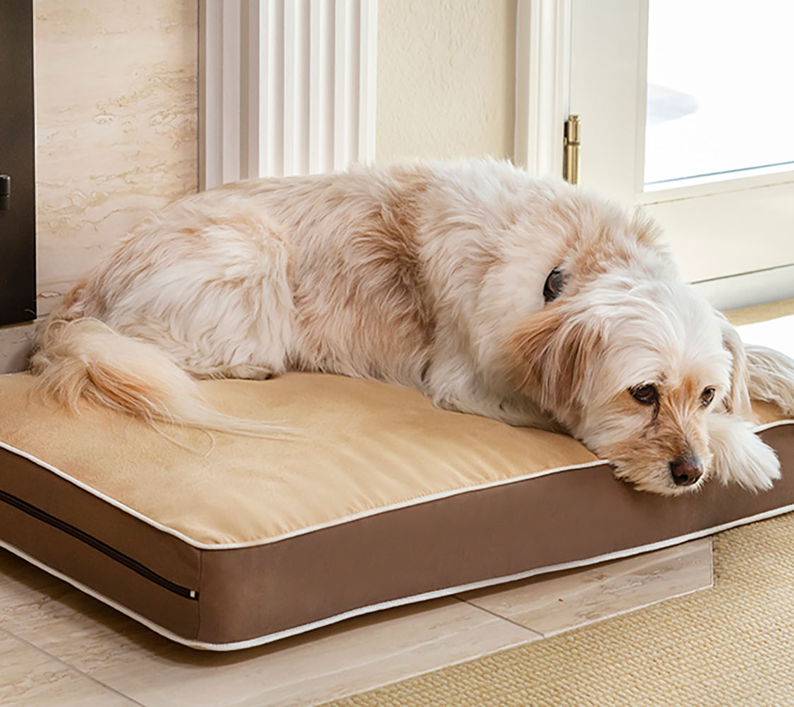 cojín para perros medianos