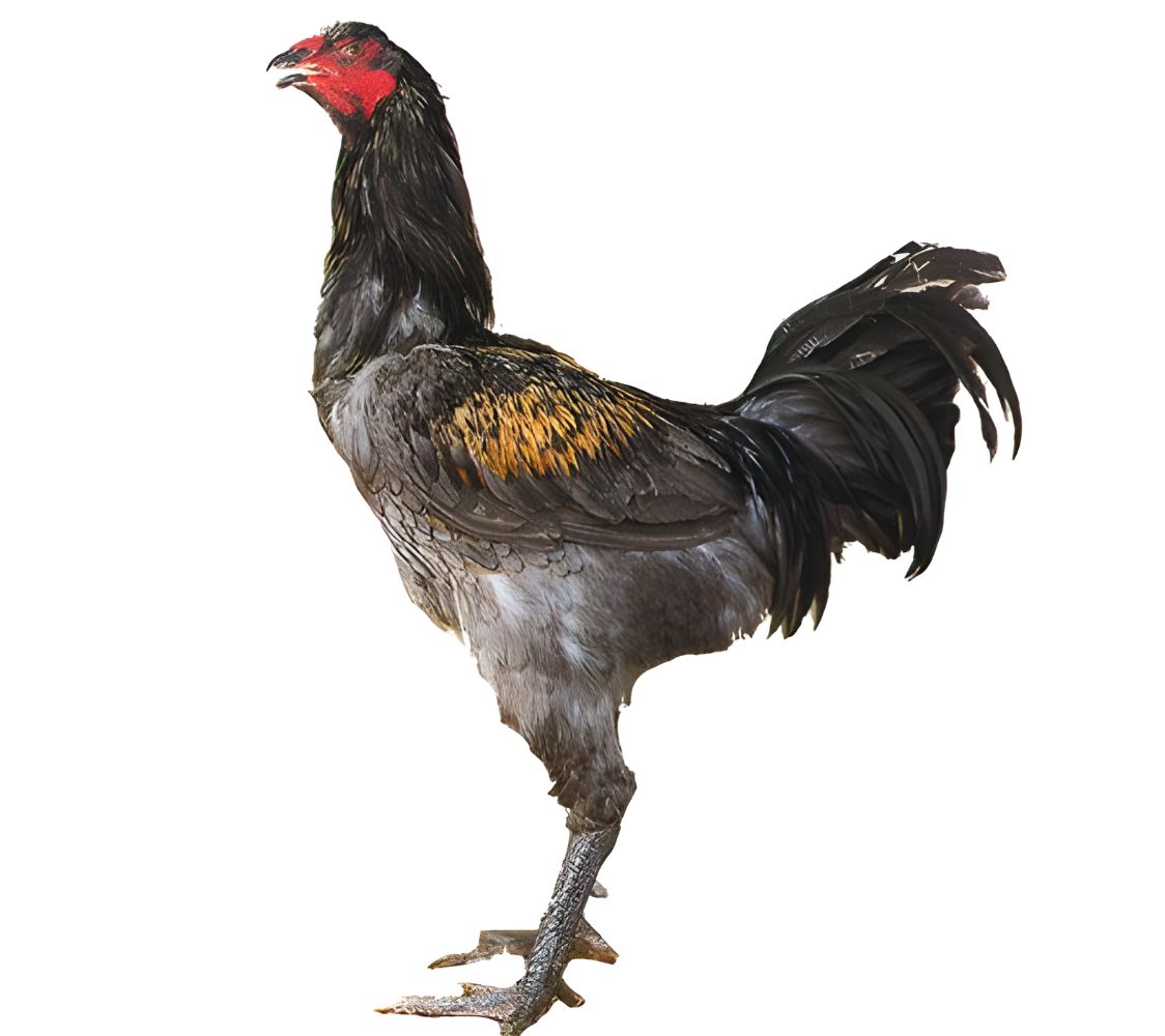 combatiente de brujas	