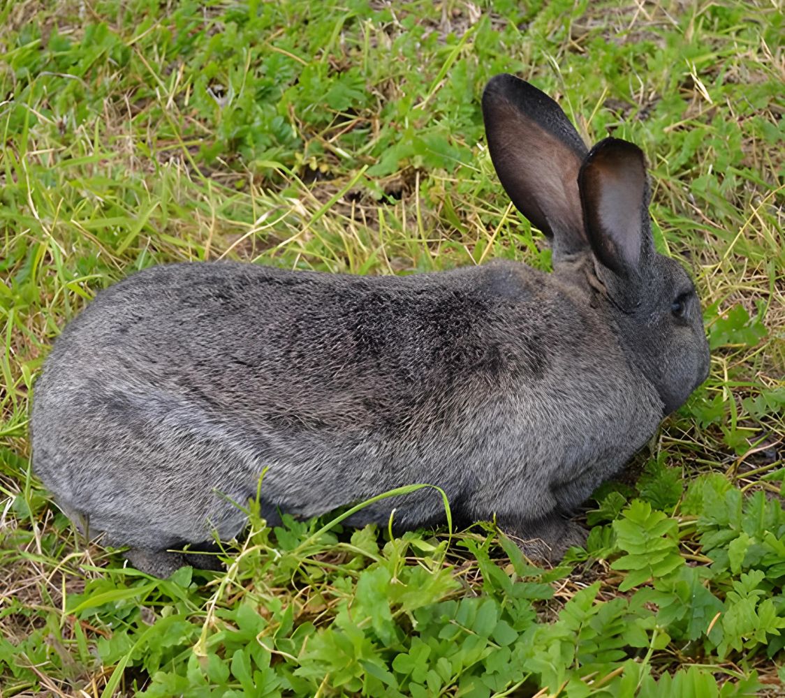 raza Gigante de Flandes	