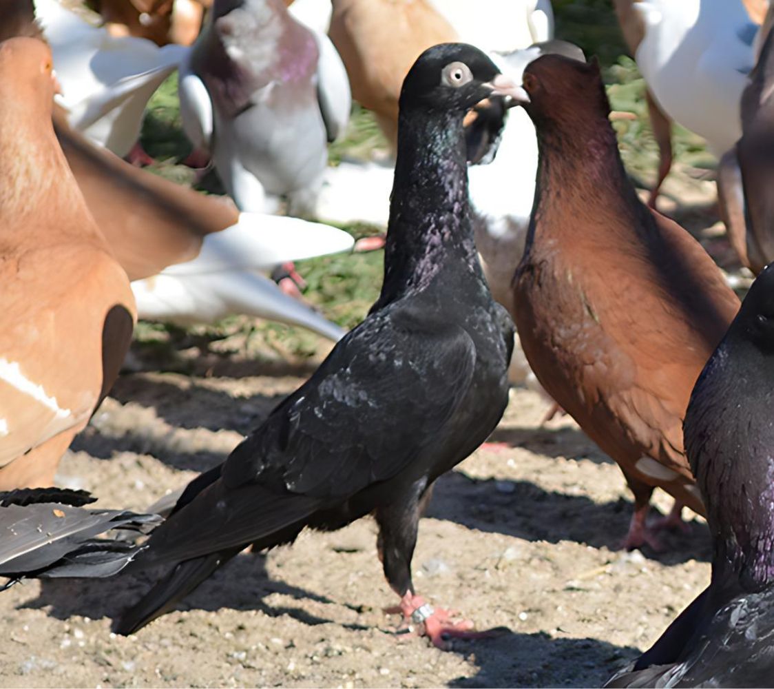 paloma cuello temblor de stargard	