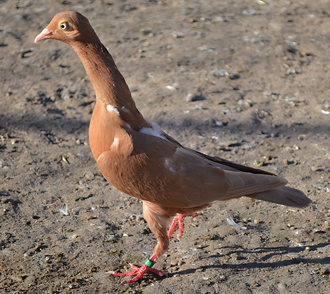 cuello temblón de stargard	