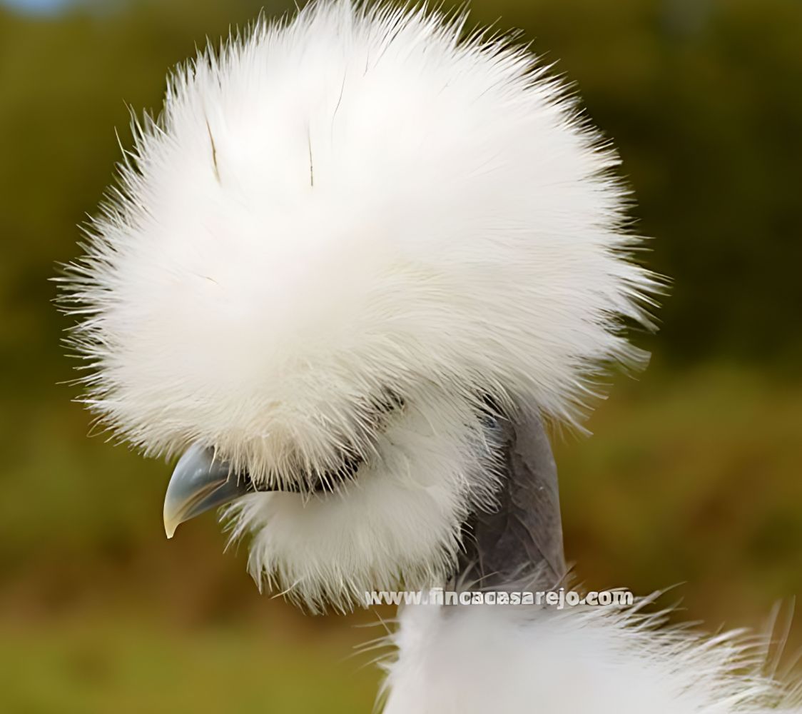 Gallina sedosa del cuello pelado	