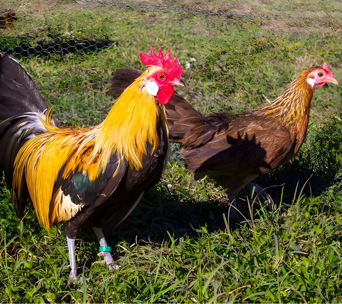 gallina fénix enano	
