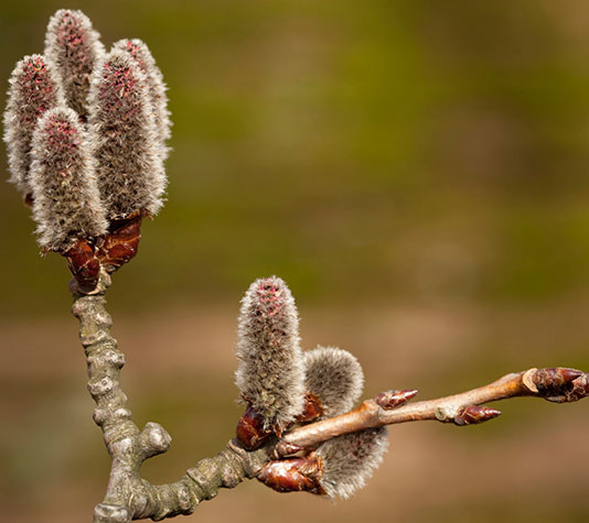amentos, flor del álamo blanco o chopo