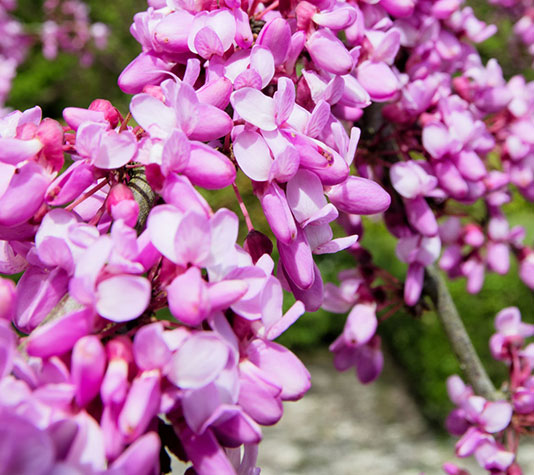 flor del árbol del amor