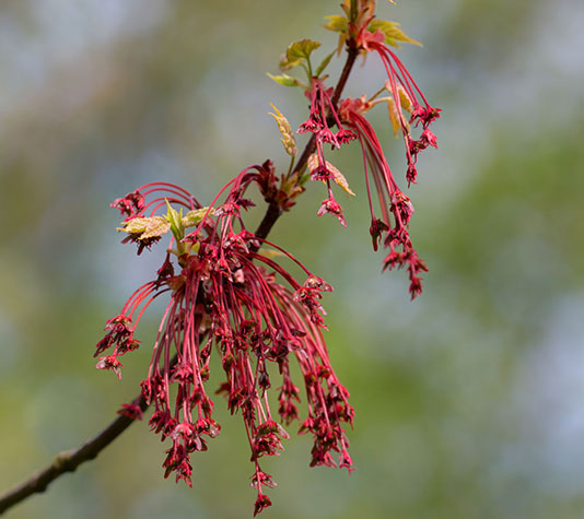 flor del arce americano